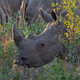 Caption: A white rhinoceros in Hluhluwe Game Reserve, South Africa. New research shows that armed conflict has been a factor in the decades-long decline of Africa’s charismatic large wildlife. Rhinos are particularly vulnerable due to continuing illicit demand for their horns.
Credit: Joshua Daskin